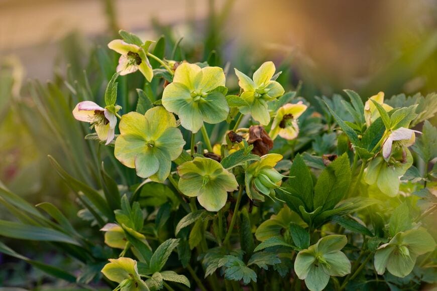 「冬の貴婦人」とも呼ばれるクリスマスローズ