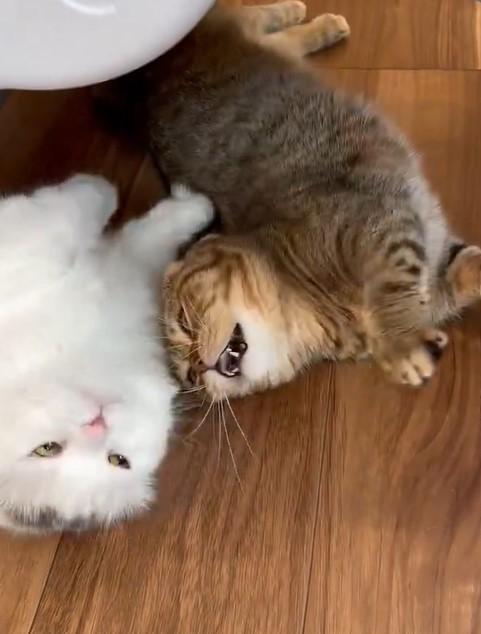 じゃれ合うほど仲がいい2匹