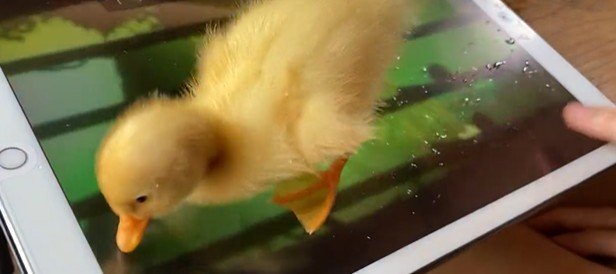 幼少期のアヒルのぴーちゃん