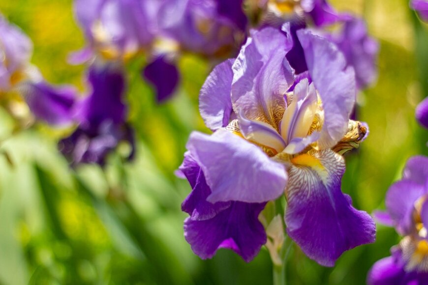 紫色の花びらで中央に黄色と白の模様が入ったアイリスの花