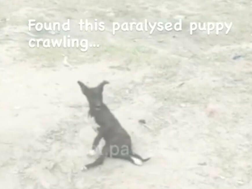 道路を這って移動する子犬