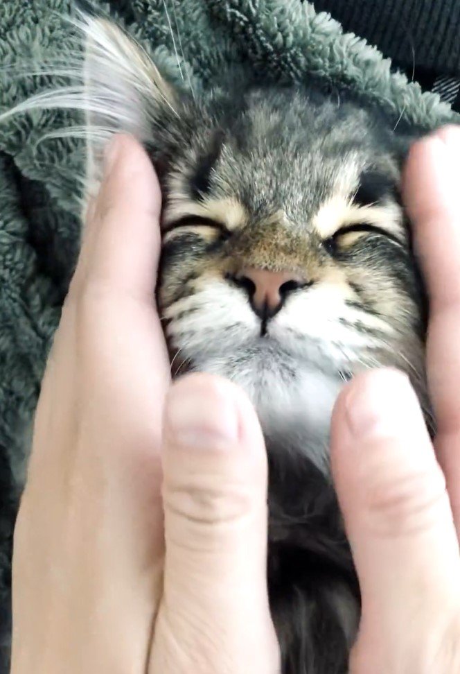 全日本きもちよさそうに眠るねこ