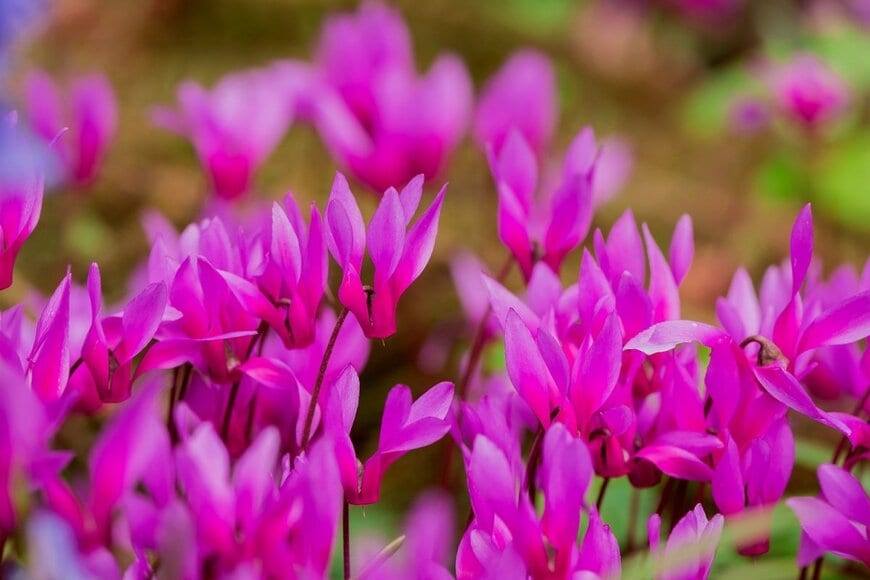 濃いピンクの花が満開のガーデンシクラメン