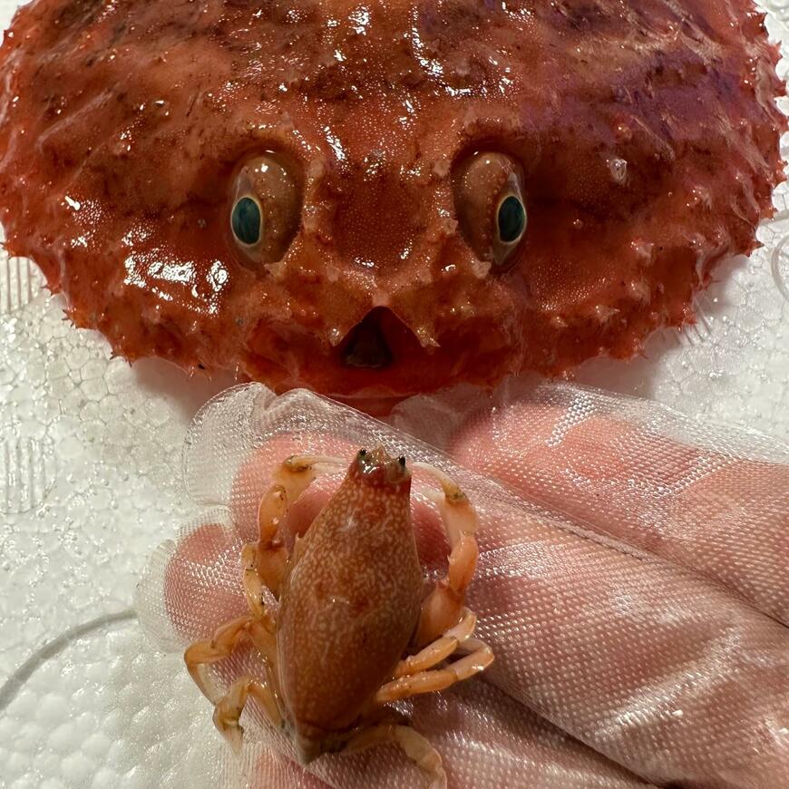 アカグツの口の中から出てきたビワガニ