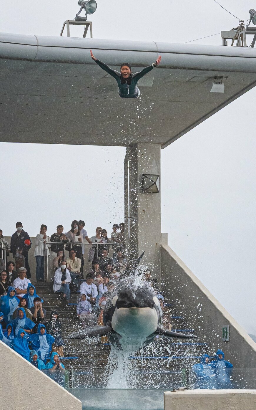 シャチに打ち上げられたトレーナーさん