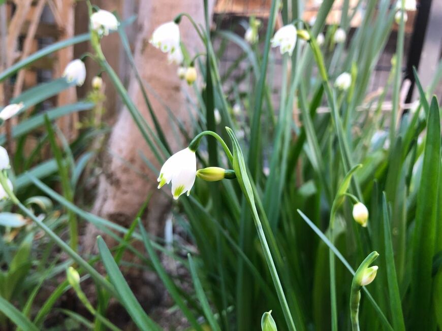 白いスノーフレークの花