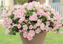 1苗でも玄関ぱっと華やぐ！ピンク色が素敵な「春の花」3選。ユニークで存在感抜群の花が鉢いっぱいに！