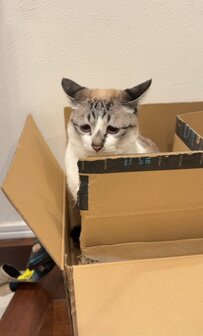 段ボール箱に鎮座する猫さん　イカ耳で訴えている内容がかわいすぎる
