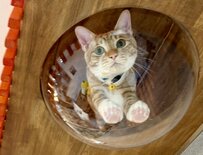 「ぬいぐるみみたい」キャットタワーで遊ぶ猫をよく見ると…もちもちピンクの可愛い肉球にSNSでは6万人が悶絶