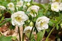 ホワイトカラーが美しい《真冬に映える多年草》4選。真冬の玄関をワンランク上げる《寄せ植えの主役候補たち》