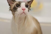 長毛猫さんの入浴ビフォーアフターに反響「フワッフワ…」