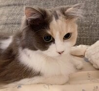 大好きなブラッシングがお預けでちょっとションボリな猫ちゃん　キャットタワーの透明なボウルに入る姿も可愛い