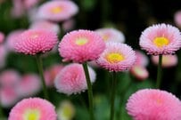 【秋のガーデニング】すくすく育つ〈おすすめ草花5選〉は、今が種まきのベストタイミング
