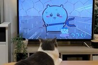 ちいかわを鑑賞する猫さん…悶絶級の鑑賞姿に19万件のいいね！