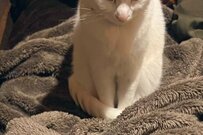 人間と一緒に寝たい白猫　怒り顔で待つ姿がSNSで話題「可愛い」