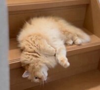 階段の降り方が下手すぎる猫が話題　まさかの光景に笑ってしまう