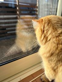 出勤後に妻から送られてきた光景に11万いいね　心がギュッとなる猫の姿に「早退案件」