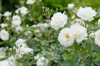 【ガーデニング】バラを「新苗から大きく育てる」栽培テクニック＆おすすめの品種を紹介