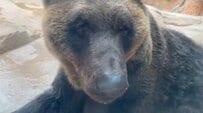 【神戸市立王子動物園】人間なら90歳になるエゾヒグマ「行き倒れのようなポーズ」で昼寝する姿が話題！（兵庫県）
