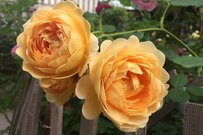 【ガーデニング】バラ庭を始めたい人へ「大苗の植え方」を解説。ローズ初心者にオススメの品種6選も紹介