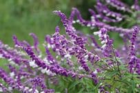 今が植えどき！植えっぱなしで毎年秋に花が咲く「秋植え秋咲き多年草」6選　日陰に強い植物も