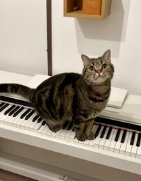 ピアノを弾こうとしたら、猫がとった行動に思わず笑ってしまう