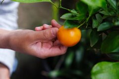 【初めて見た】農家が衝撃を受けたみかん　思わず目を疑う状態に「ヤバすぎ」「かわいい」