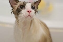 長毛猫さんの入浴ビフォーアフターに反響「フワッフワ…」