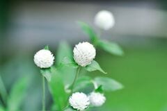 たった3苗で【センスのいい夏の寄せ植え】初夏～晩秋楽しめる《暑さに強い植物》組み合わせ3例