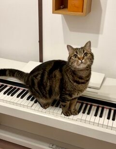 ピアノを弾こうとしたら、猫がとった行動に思わず笑ってしまう