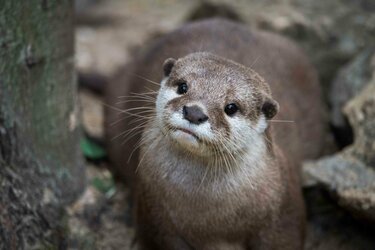 カワウソくじ」がTwitterでトレンド入り！ちいかわ作者による可愛すぎるデザインにメロメロ | LIMO | くらしとお金の経済メディア