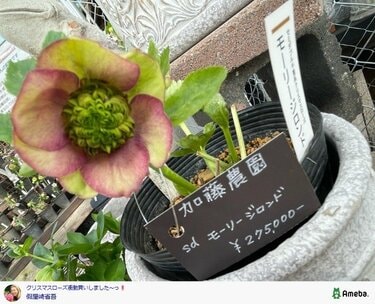 クリスマスローズ」假屋崎省吾が衝動買い！27万円超の逸品も紹介「別格