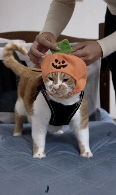 かぼちゃ猫」ちゃんのコスプレが大人気！「人を虜にする何かがある
