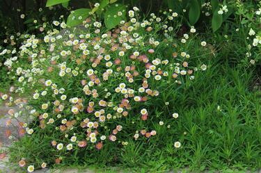 暖地で「植えてよかった」グランドカバー5選《猛暑を生き延びた》秋植え品種 兵庫県に住む筆者の自宅で猛暑に耐えた「暑さに強い」グランドカバー植物をご紹介し ます | 2ページ目 | LIMO | くらしとお金の経済メディア