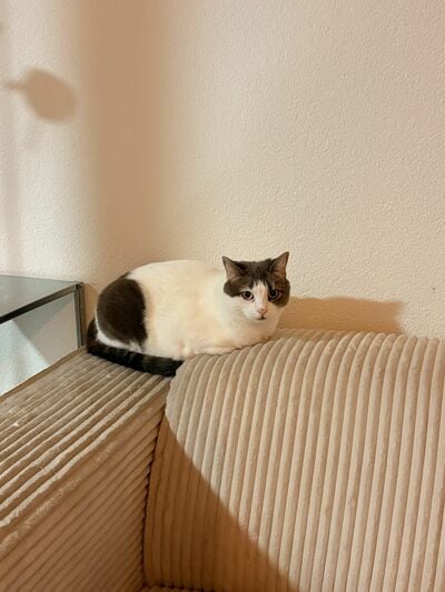 上キャプ