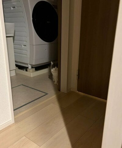 暗闇から絶妙なポジションで見てます