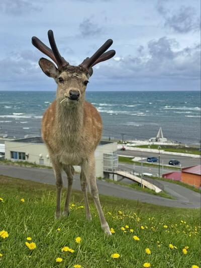 投稿の画像