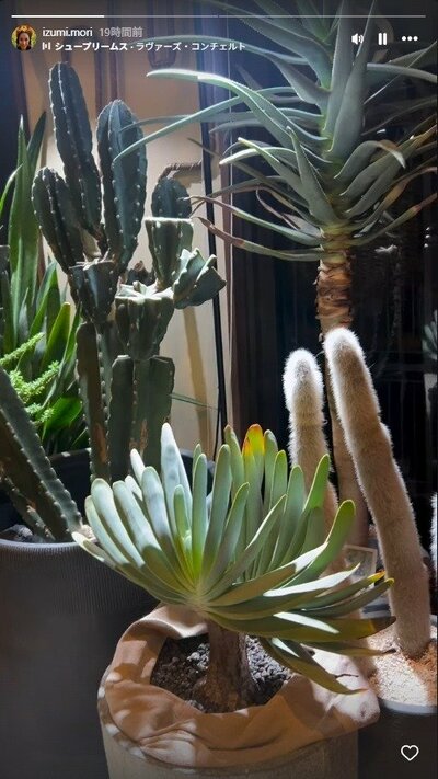 森泉のInstagramストーリーズ投稿