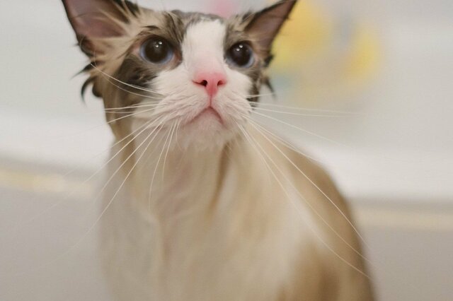 長毛猫さんの入浴ビフォーアフターに反響「フワッフワ…」