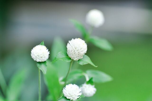 たった3苗で【センスのいい夏の寄せ植え】初夏～晩秋楽しめる《暑さに強い植物》組み合わせ3例