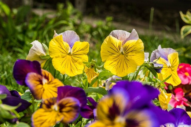 【秋のガーデニング】パンジー・ビオラが小さな庭の主役に。一緒に植えたい植物6選