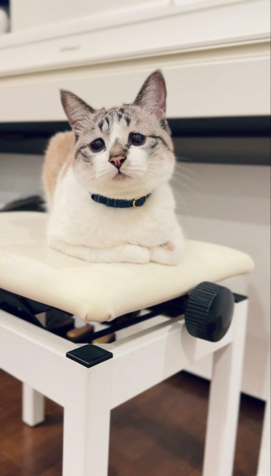 猫がハマっている「座り方」が話題　まさかのマイブームにほっこり