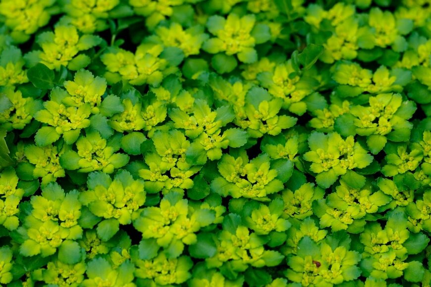 F_studio/shutterstock.com