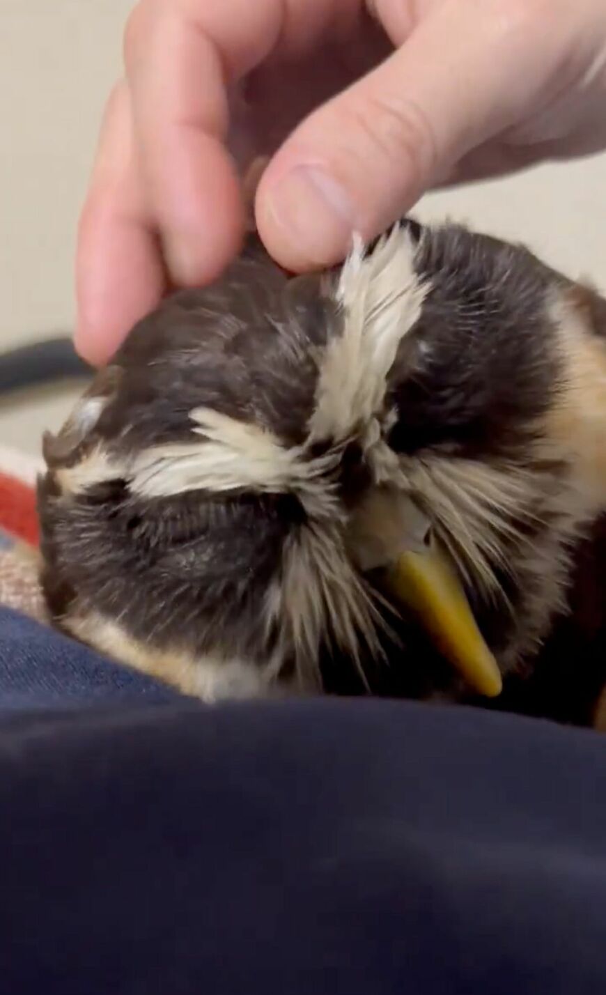 【ずっと甘えん坊なフクロウ】飼い主に撫でられてご満悦な表情にSNSで反響続出！