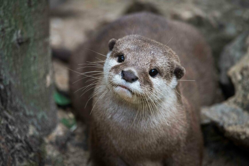 「カワウソくじ」がTwitterでトレンド入り！ちいかわ作者による可愛すぎるデザインにメロメロ