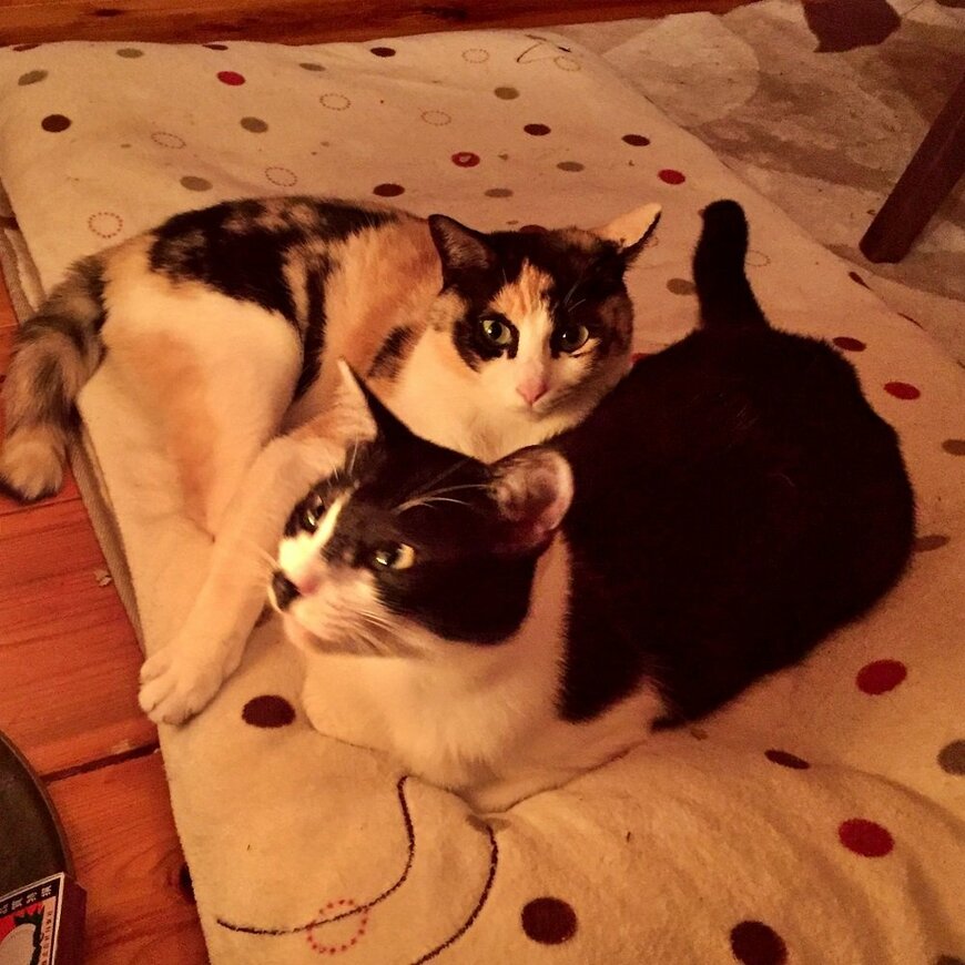 熊沢さん宅のストーブ前でくつろぐミッキーとセプテンバー教授