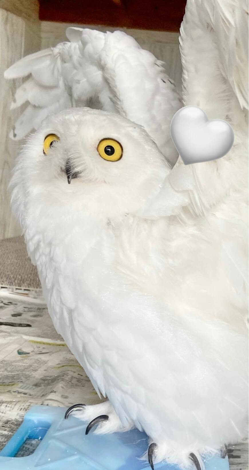 出所：@snowyOwl_nive