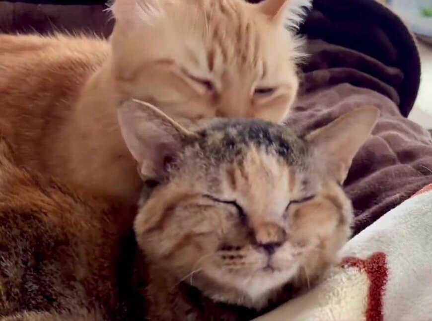 出所：@Adonis_Beginner