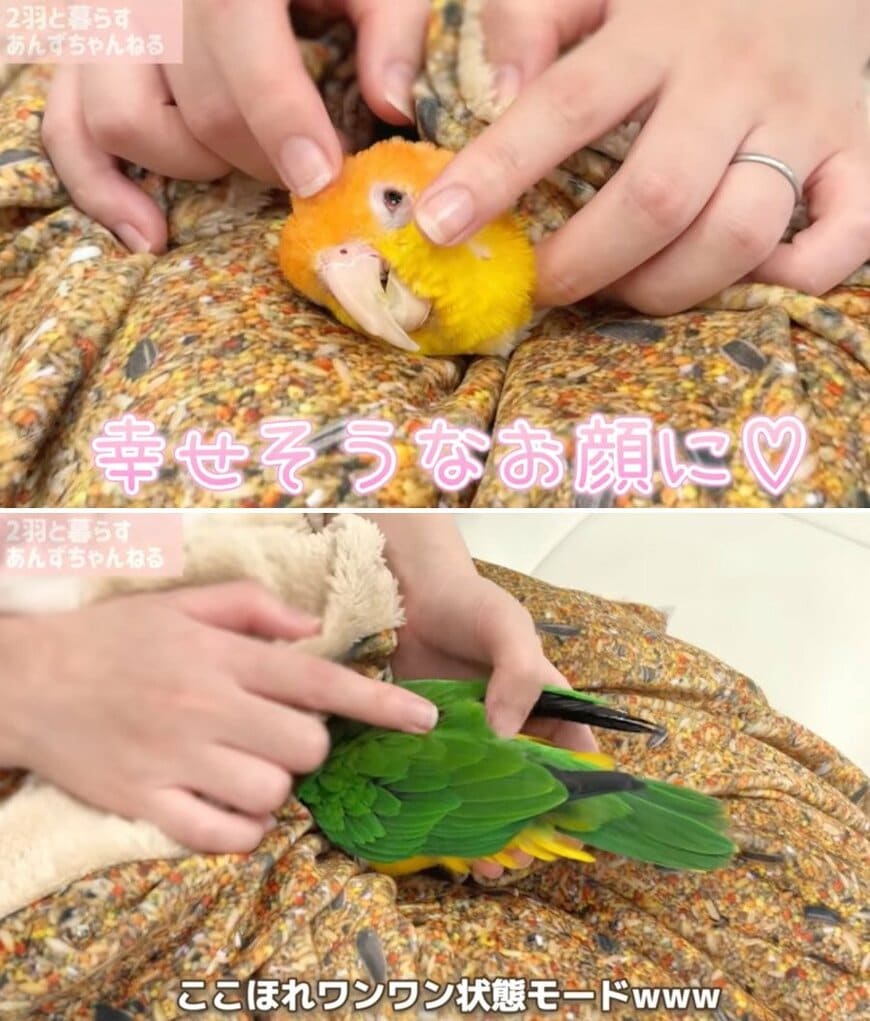 出所：@anz_omomiri