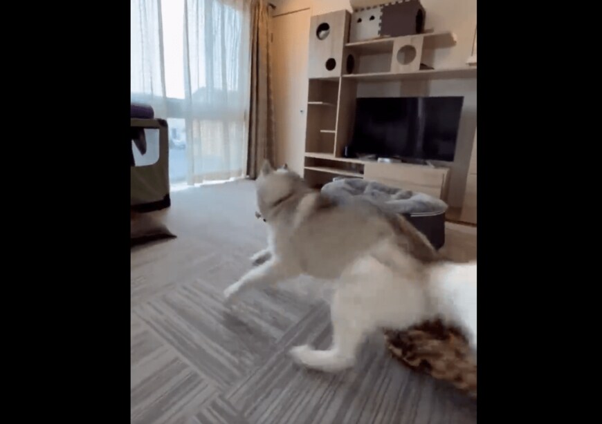 出所：@Livewithhusky